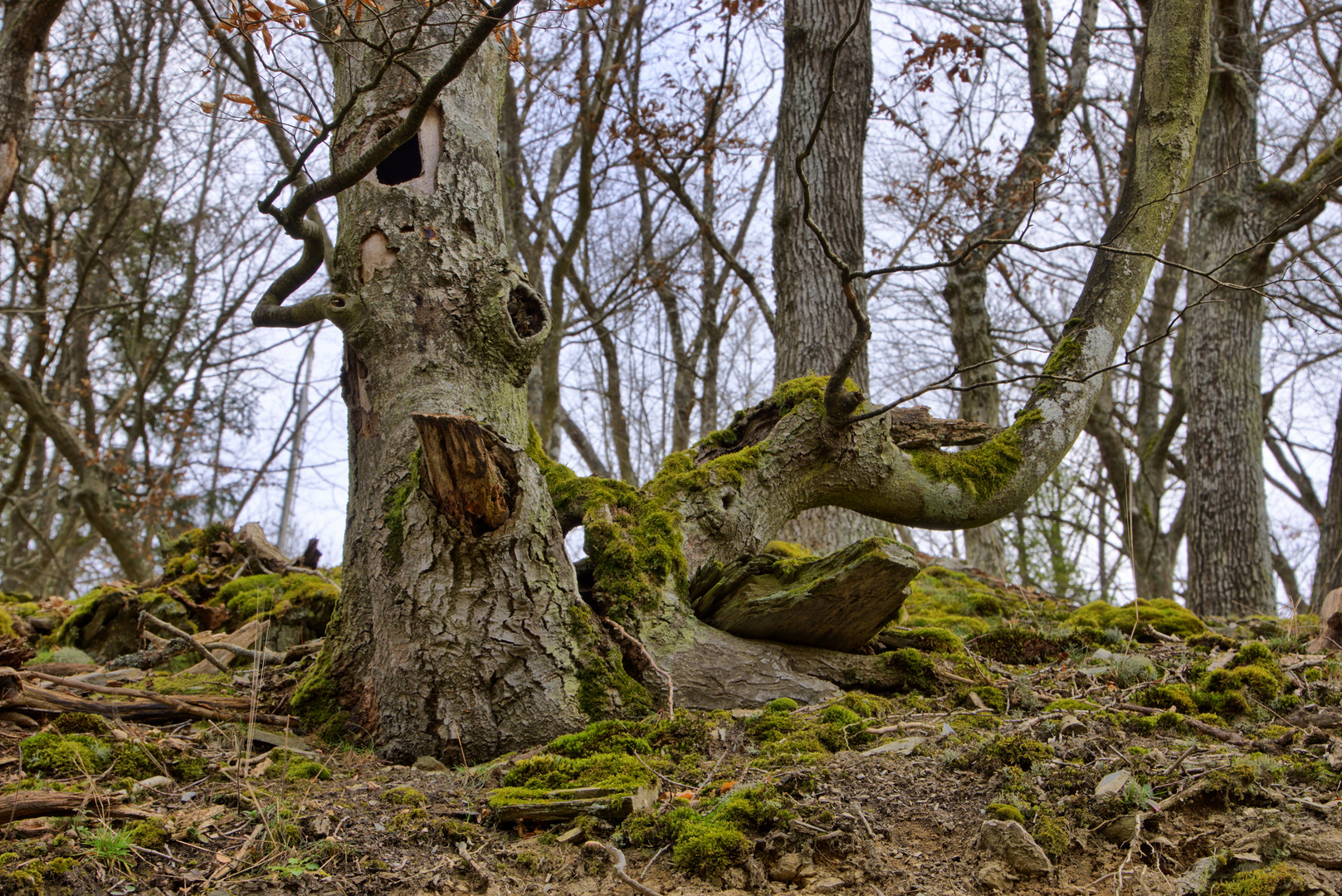Habitatbaum im Wald