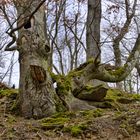 Habitatbaum im Wald