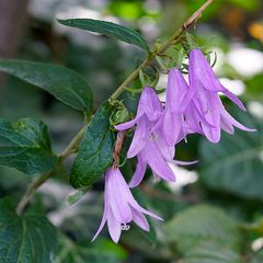 Habitus der Acker-Glockenblume