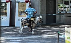 Habrá venido montado en el pony?