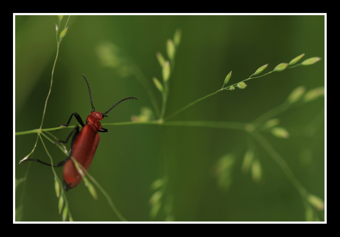 habs fast geschaft...