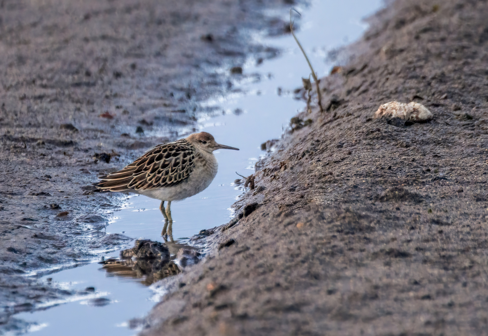 "HAB'S VERSCHLAFEN" oder so