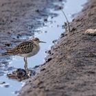 "HAB'S VERSCHLAFEN" oder so