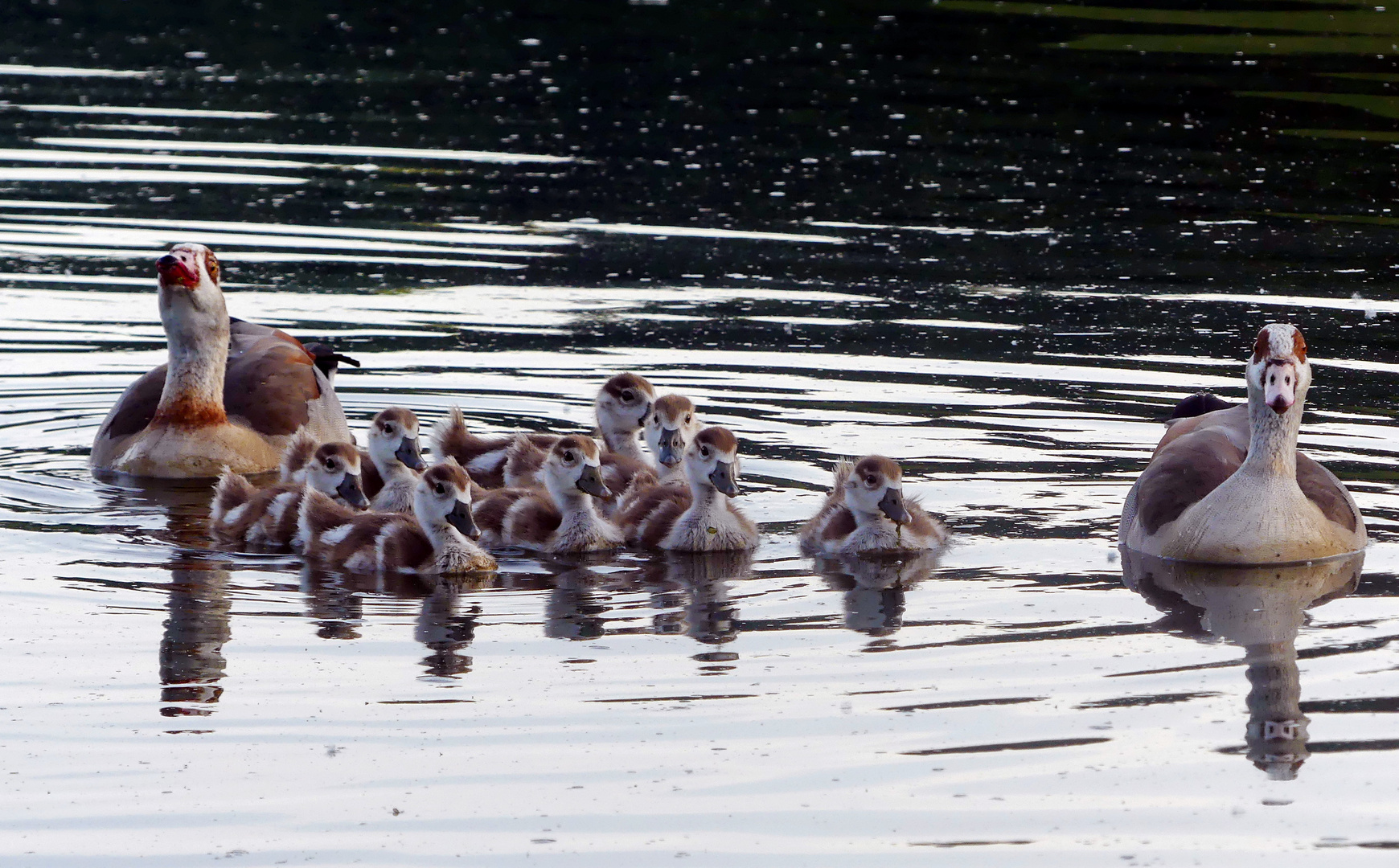 Habt acht vor Familie Schwan 