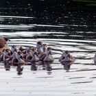 Habt acht vor Familie Schwan 