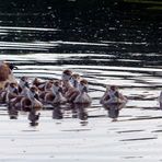 Habt acht vor Familie Schwan 