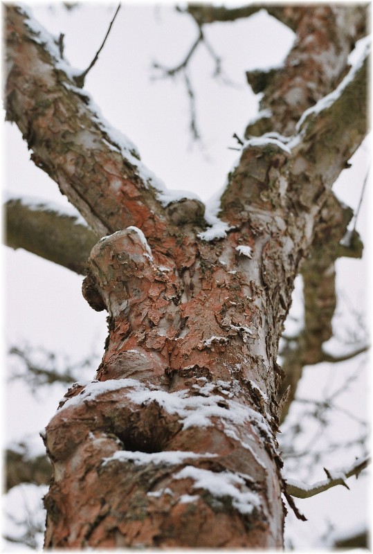 Habt Ehrfurcht vor dem Baum,...