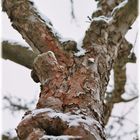 Habt Ehrfurcht vor dem Baum,...