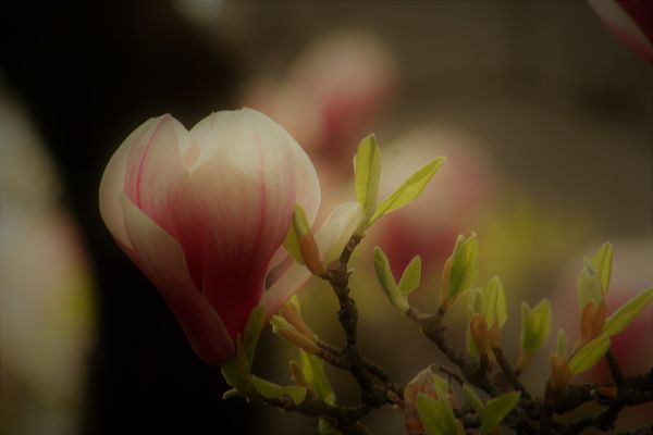 Habt eine schöne Frühlingswoche