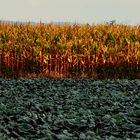 Habt einen schönen   Herbstsonntag