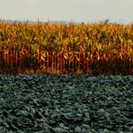 Habt einen schönen   Herbstsonntag