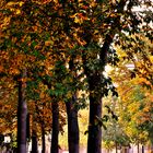 Habt einen schönen Herbsttag die Sonne wird ihn versüssen