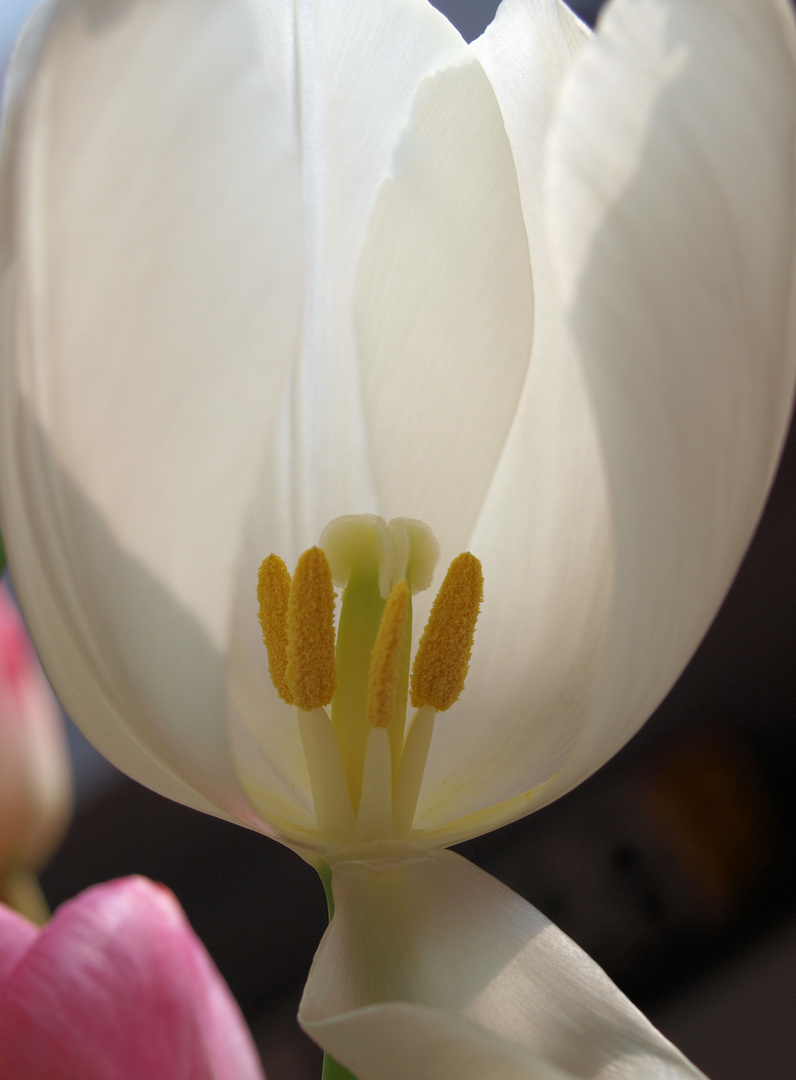 Habt ihr eine Tulpe schon mal genauer betrachtet?