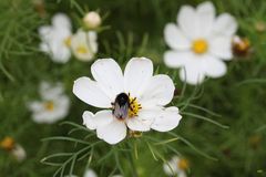 HAbt ihr schon ausgerechnet, wie lange es bis zum Frühling ist ?