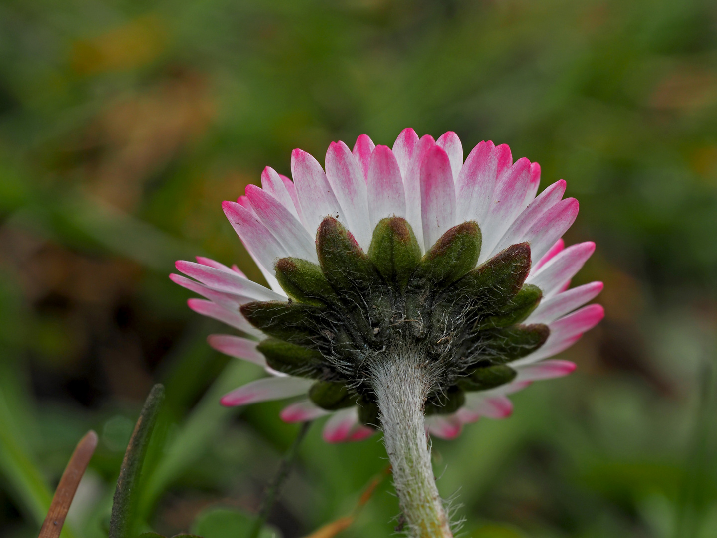 Habt ihr schon gesehen, wie schön ein kleines Gänseblümchen sein kann? - Une petite beauté!