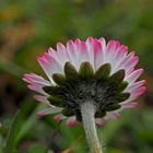 Habt ihr schon gesehen, wie schön ein kleines Gänseblümchen sein kann? - Une petite beauté!