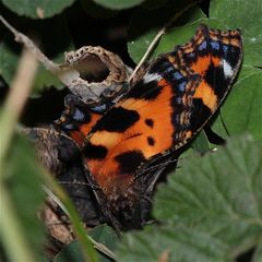 Habt Ihr schonmal einen verbogenen Schmetterling gesehen? Frisch geschlüpfter Kleiner Fuchs . . .