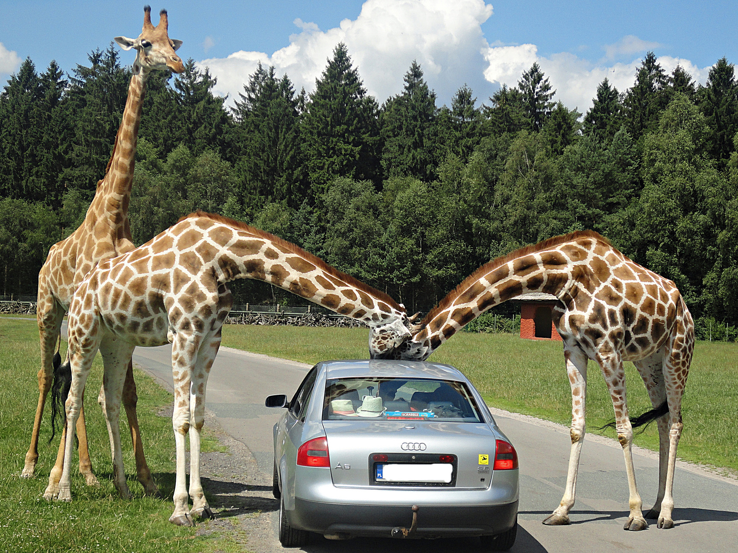 Habt Ihr uns was mitgebracht?? / Serengeti-Park Hodenhagen in Niedersachsen