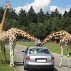 Habt Ihr uns was mitgebracht?? / Serengeti-Park Hodenhagen in Niedersachsen