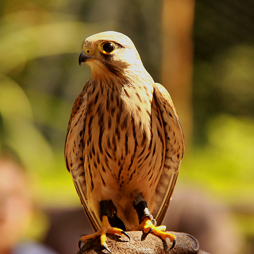 Hach ich liebe diese Vögel :-)