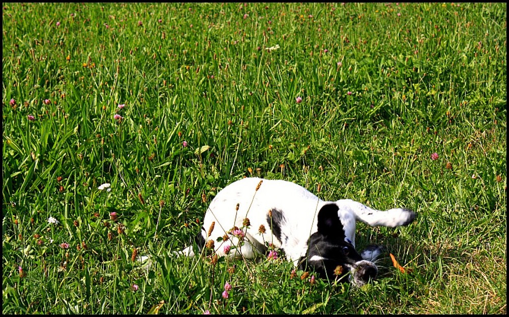 hach schönes Gras