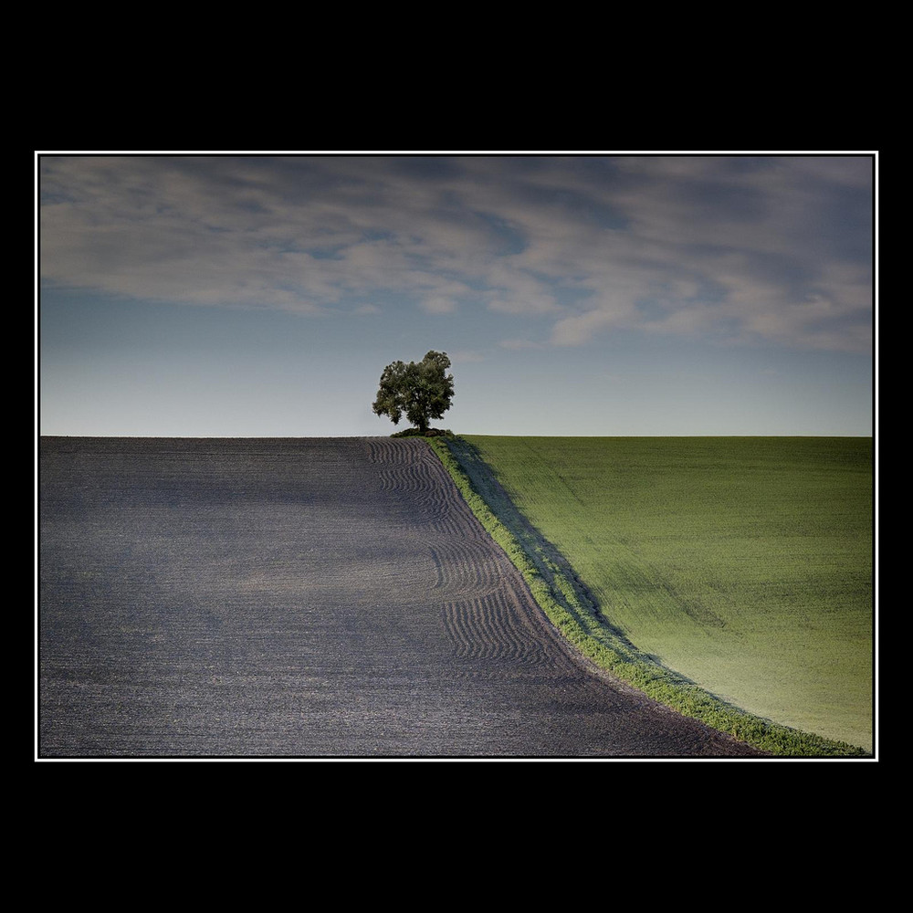 Hacia el Arbol