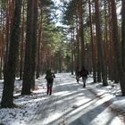 Hacia la camorca (sierra de madrid)