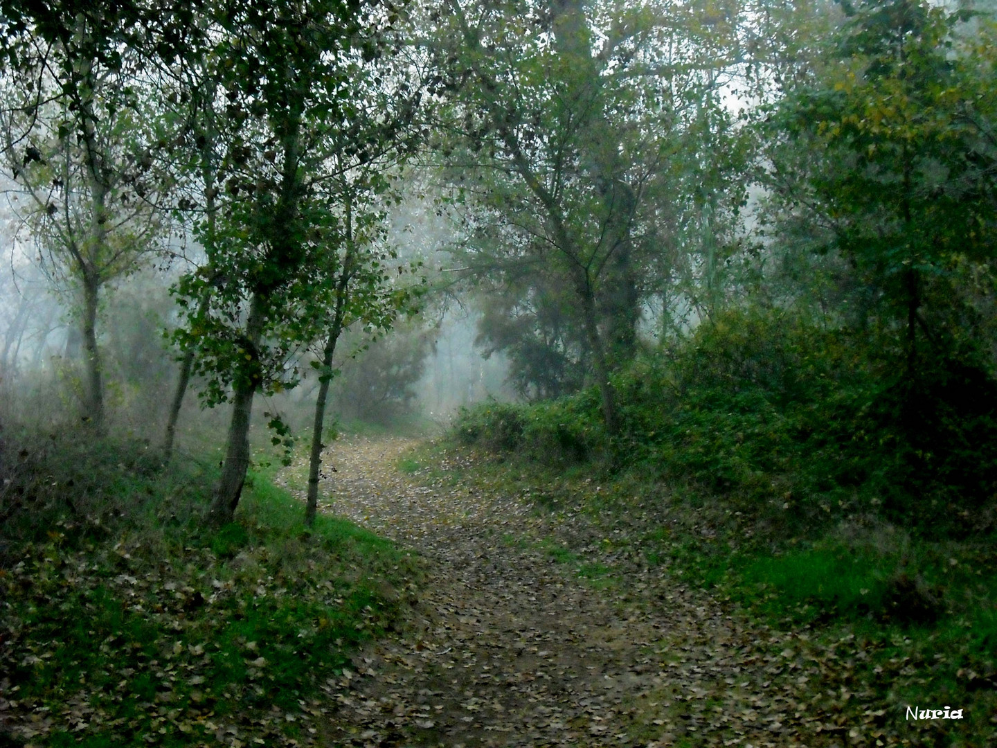 HACIA LA NIEBLA