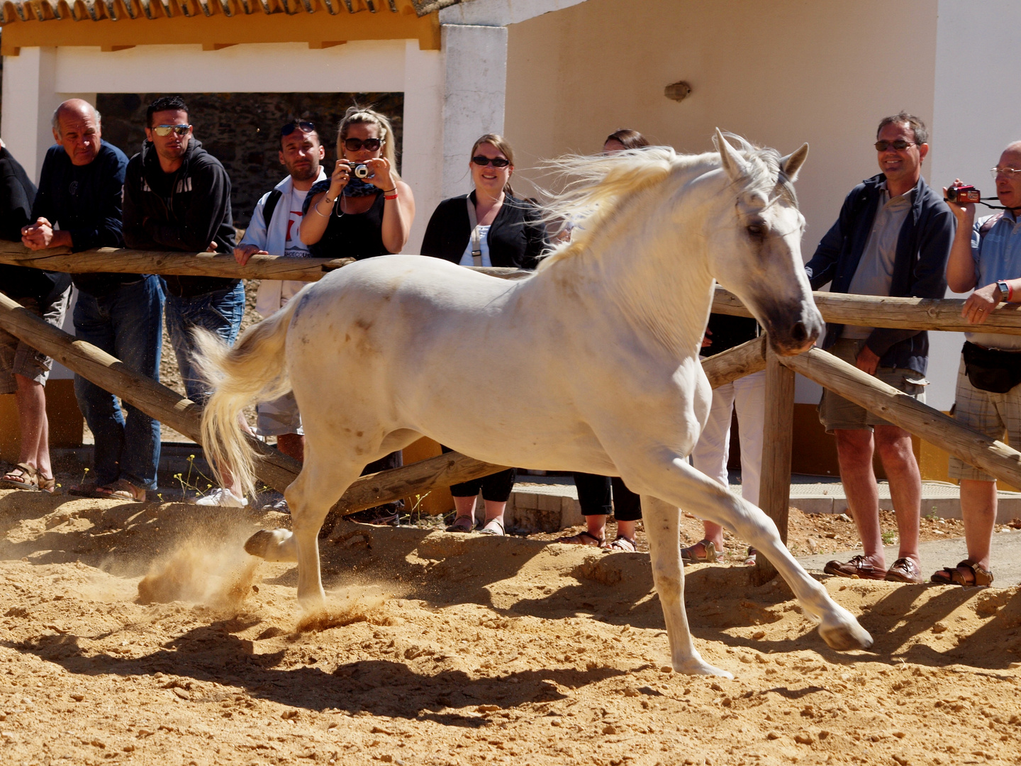 Hacienda Milanes : cheval andalou