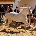 Hacienda Milanes : cheval andalou