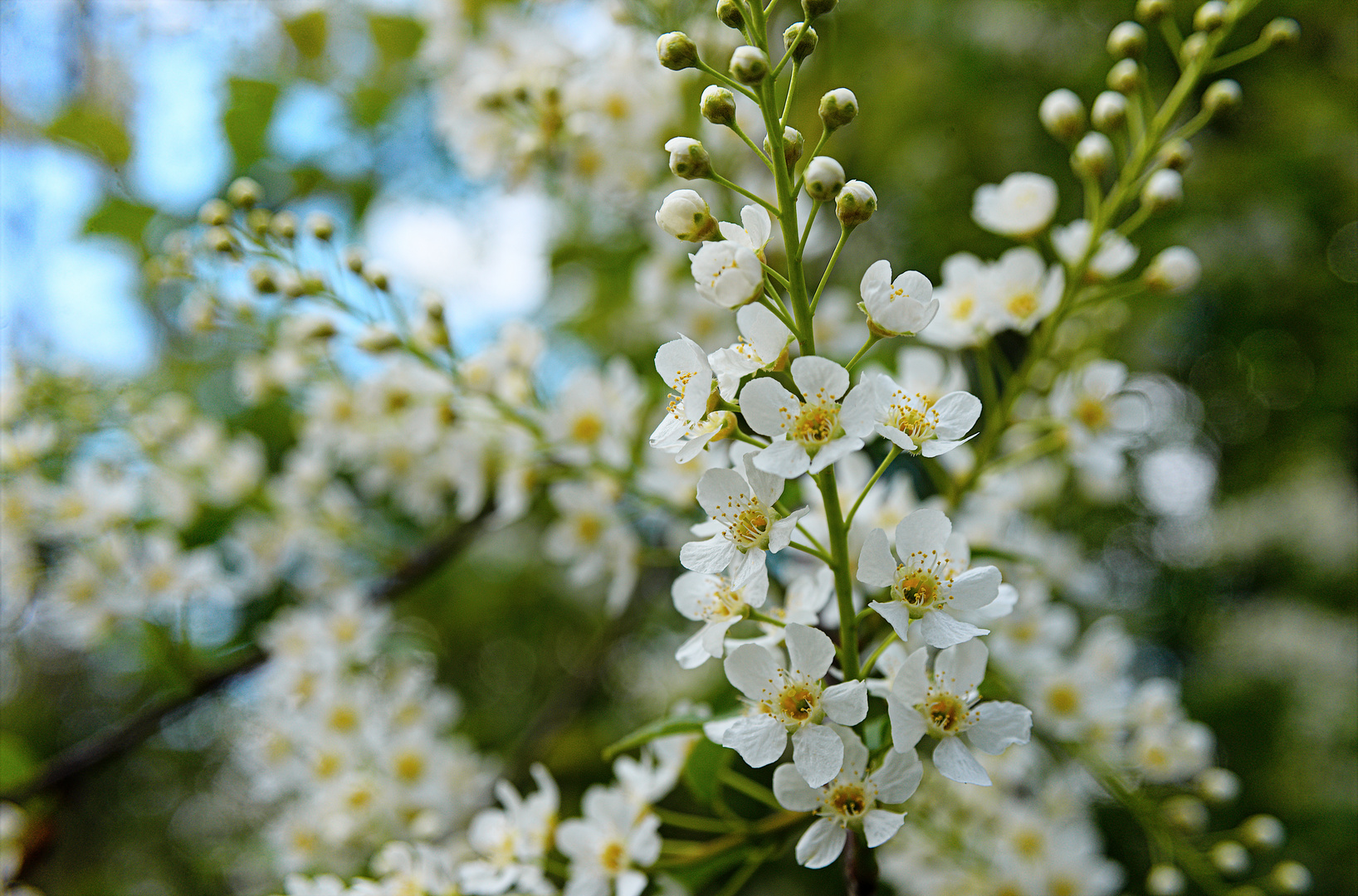 Hackberry