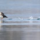 Hacke, Spitze, Hacke Spitze... 1, 2,3  Schellentenweibchen (Bucephala clangula) beim Start 