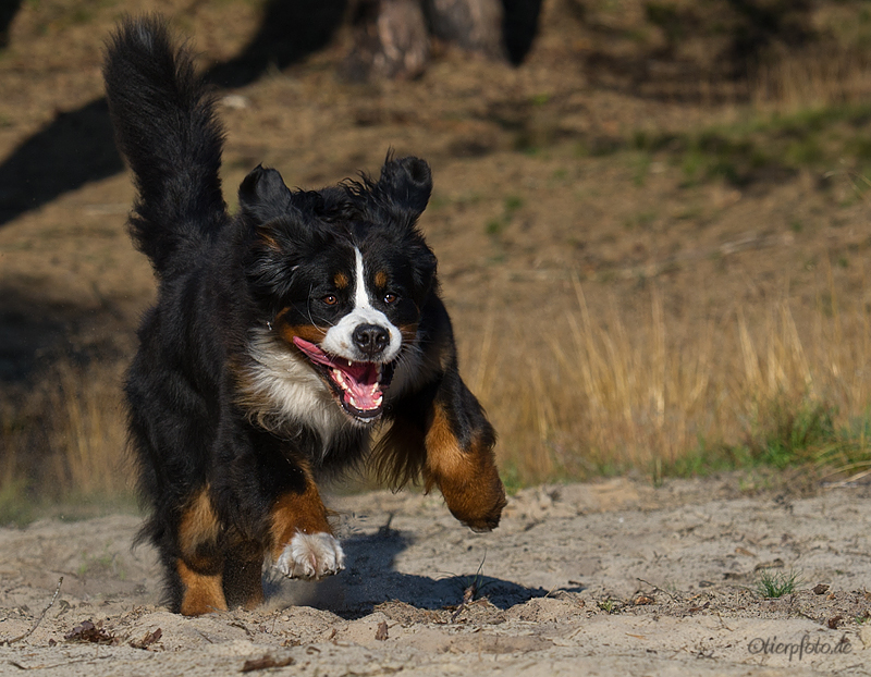 Hacken in' Sand und los!!