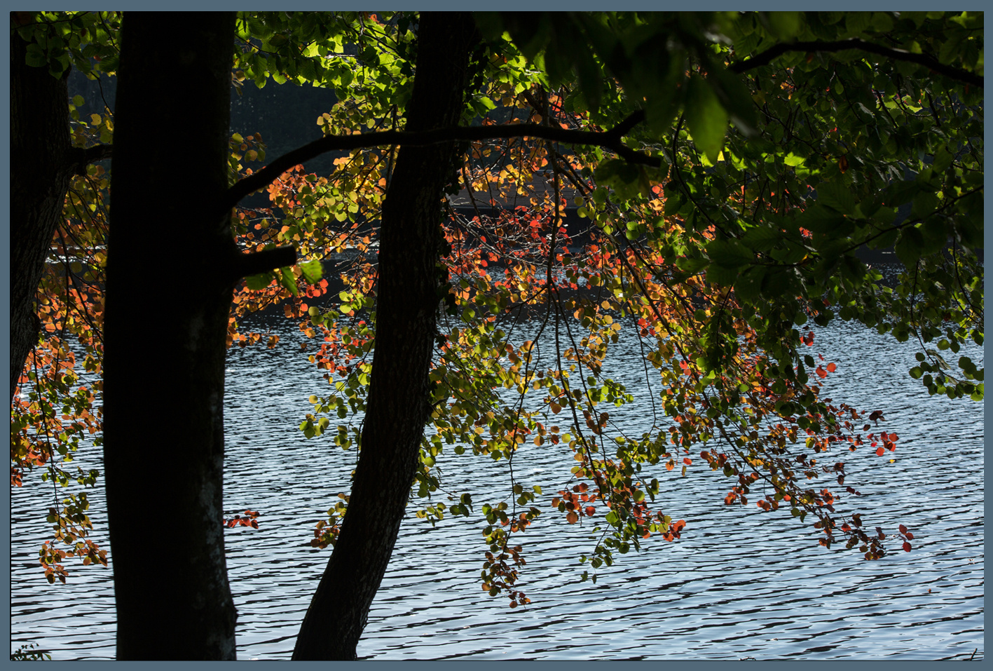 Hackensee Herbstlaub2