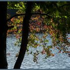 Hackensee Herbstlaub2