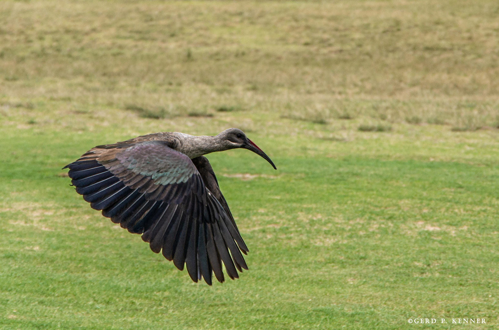 Hadada ibis