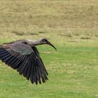 Hadada ibis