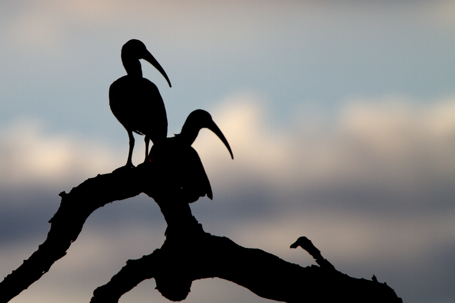 Hadada Ibis