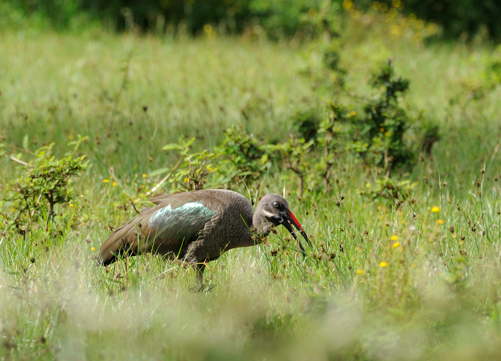 Hadada Ibis?