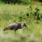 Hadada Ibis?