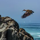 Hadada Ibis auf Strandpatrouille