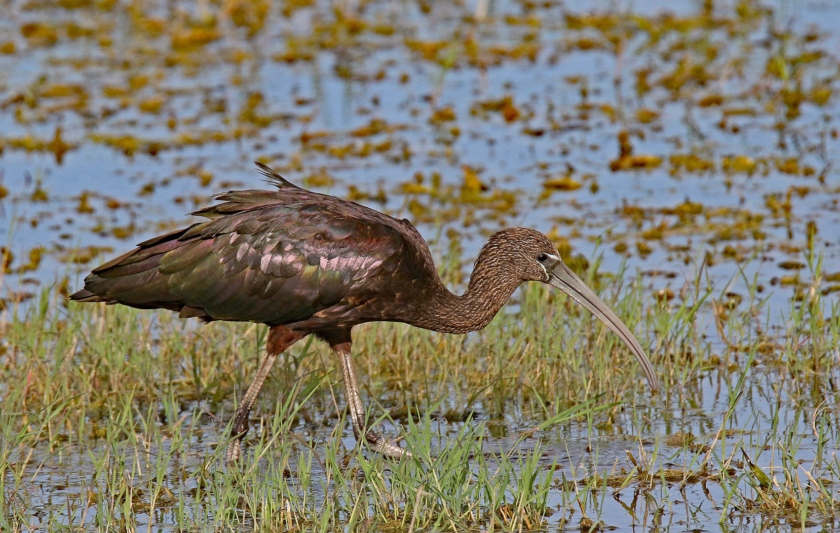 Hadeda Ibis