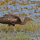 Hadeda Ibis