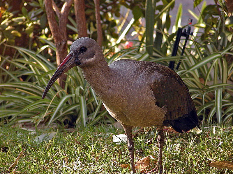 Hadeda Ibis