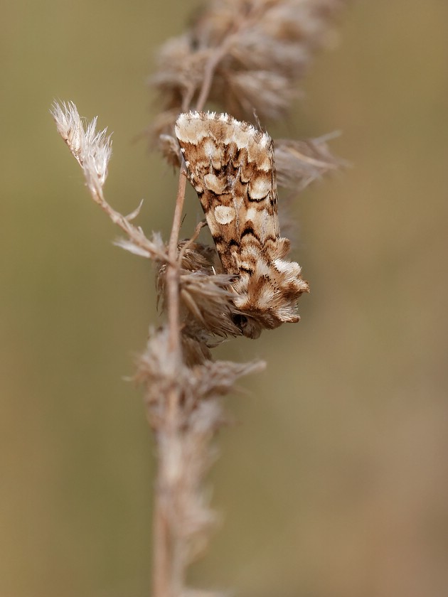 Hadena irregularis