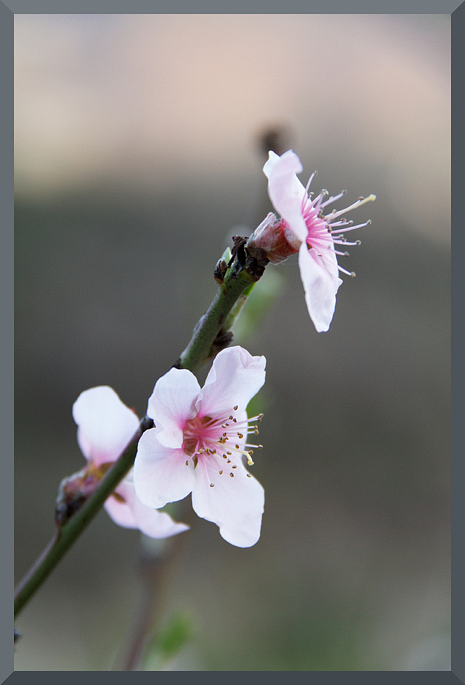 HADONG Cherry Blossom II