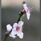 HADONG Cherry Blossom II