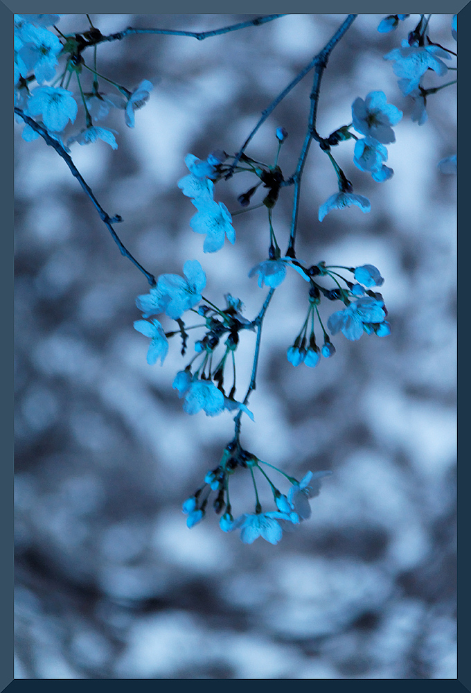 HADONG/Korea - Cherry Blossom III