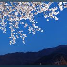 HADONG/Korea - Cherry Blossom IV