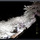 HADONG/Korea - Cherry Blossom VIII